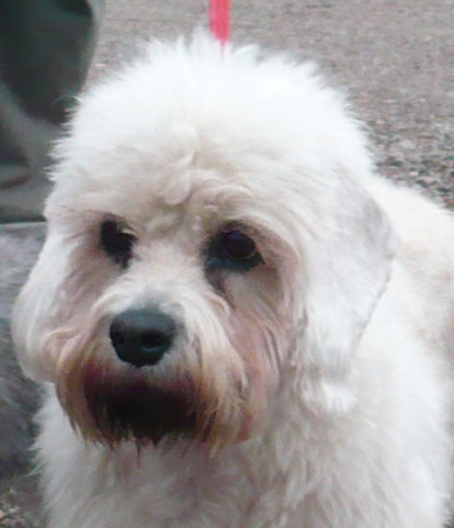 dandie dinmont terrier