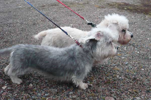 Tv dandie dinmont terriers 