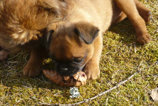 Luna plays with a spruce cone