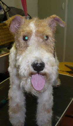 foxterrier efter trimning