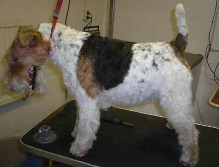 foxterrier efter trimning