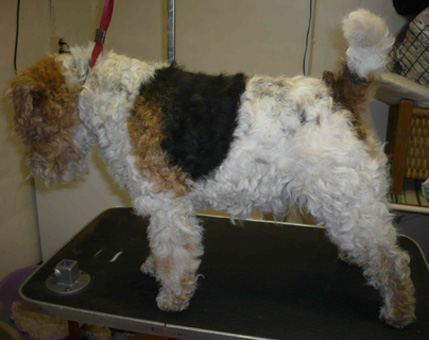 foxterrier fre trimning